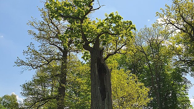 Titul Strom hrdina si v anketě Strom roku vysloužil 400 let starý památný zelenáč ze zámeckého parku ve Vlašimi. (28. května 2021)