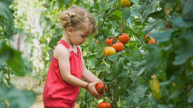 Děti je třeba naučit i správně sklízet,
jinak by mohly polámat letorosty či trhat
nezralé plody.