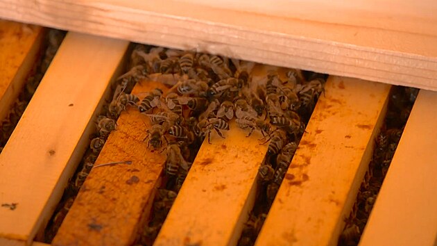 Rámky na ukládání medu jsou pod postelí v podstatě zavěšené, nicméně ještě natřikrát zadeklované, aby do místnosti neproklouzla ani včelka. 