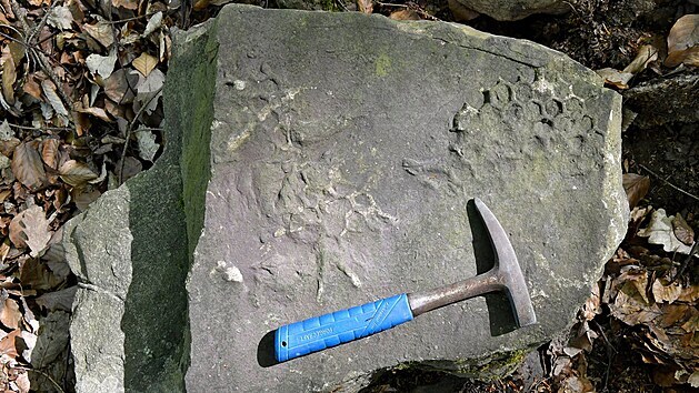 Na první pohled vypadá jako zkamenělá včelí plástev, ale jedná se o ichnofosilii, tedy fosilní stopu po činnosti organismů zvanou paleodictynon.
