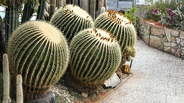 Po více než půl roce mohou lidé opět zavítat do Sbírkových skleníků v olomouckých Smetanových sadech obdivovat krásu ze světa rostlin. Mimo jiné třeba Echinocactus grusonii, kaktus starý zhruba 90 let, který je jedním z největších v Evropě. Tento druh bývá označován také názvem "židle pro tchýni".