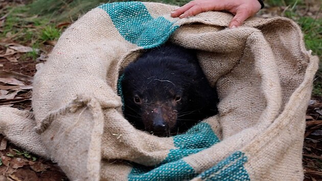 Ďábli medvědovití se poprvé za 3000 let rozmnožili v australské divočině