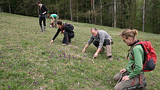 Vstavae kukaku, rostlinu roku 2021, botanici pravideln sítají. Roste na...