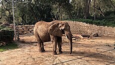 Slon v zoo v Tel Avivu