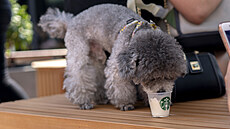 Puppuccino