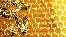 Bydlení u včel lze vyzkoušet v osadě Filipov u Frýdlantu za 750 Kč...