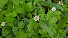 Spousta lidí ani netuí, jaké vechny se dají sbírat a jak jsou zdraví...