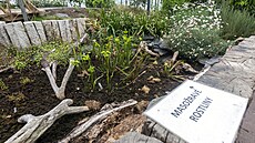 Po více ne pl roce mohou lidé opt zavítat do Sbírkových skleník v olomouckých Smetanových sadech obdivovat krásu ze svta rostlin. Za pozornost napíklad stojí ohromující kvt rostliny Aristolochia gigantea.