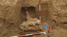 Archeologm se bhem vykopávek podailo vyzvednout ze zem i lebku zubra. Mohla...