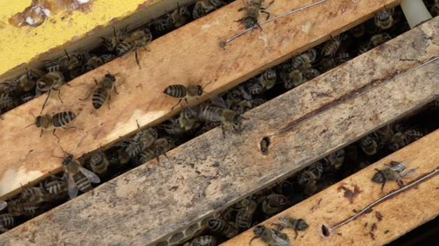 Včely: na jejich zdraví závisí, zda si budeme moci osladit čaj medem.