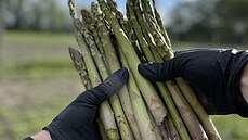 Rodinná firma Asparagus Moravia zvolila pstování zeleného chestu. Dvodem je...