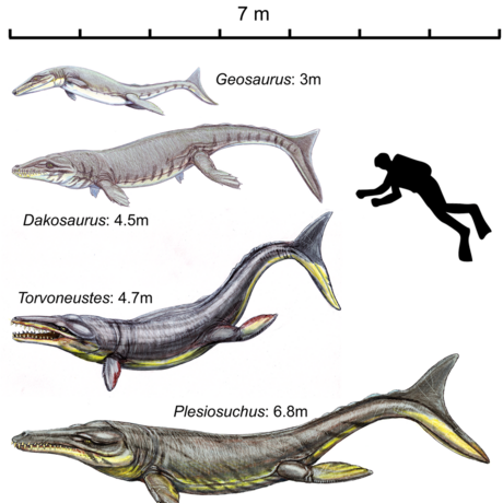 Velikostní porovnání nkolika zástupc eledi Metriorhynchidae a dosplého...