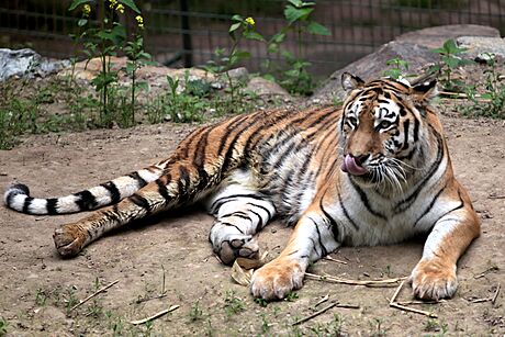 Zoologická zahrada v Plzni pedstavila novou samici tygra ussurijského...