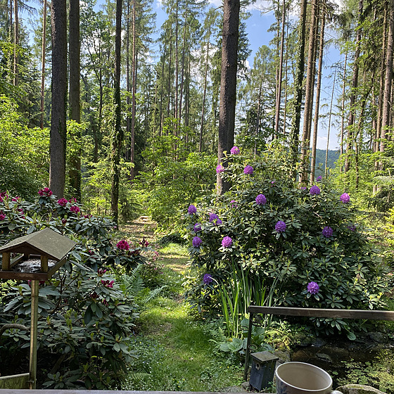 Pohled od domu na zahradu, která má atmosféru a mikroklima lesa. 