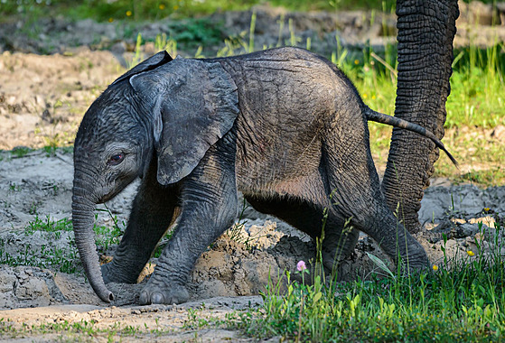 Mládě slona afrického se narodilo ve zlínské zoo Lešná v neděli 6. června 2021.