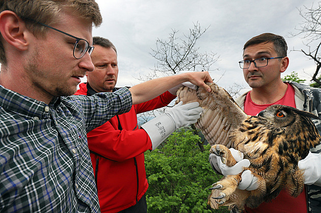 Veteriná Michal Houtke, frantikolázeský starosta Jan Kucha a Zdenk Soukup...