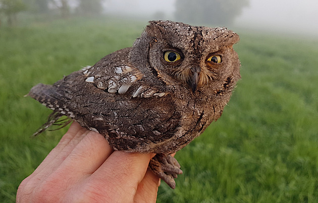 Ornitologm se podailo v eské ráji odchytit výreka malého.