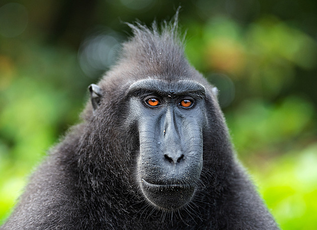 Z výběhu v děčínské zoo utekla tlupa makaků, návštěvník poškodil ohradník