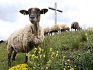 Na Radob�lu sp�saj� tr�vu ovce. D�ky tomu se zde op�t vyskytuj� vz�cn� rostliny...