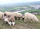 Ovce spsajc trvu na Radoblu
