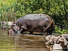 Skupina hroch v Safari parku Dvr Králové. (4. 6. 2021)