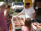 V Borov nad Vltavou zaali prodvat jahody.