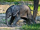 Mld slona africkho se narodilo ve zlnsk zoo Len v nedli 6. ervna 2021.