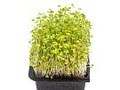 Microgreens - brokolici Raab si lze zakoupit u vypstovanou ve vanice.