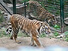 Zoologick zahrada v Plzni pedstavila novou samici tygra ussurijskho...