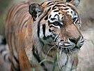 Zoologick zahrada v Plzni pedstavila novou samici tygra ussurijskho...