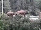 Stádo slon ulo 500 kilometr a je u ínského velkomsta