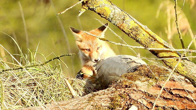 Fotograf Pavel Černý sice čekal dlouho, ale nakonec to vyšlo. Mladé lišky se mu podařilo vyfotit.