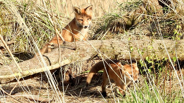 Fotograf Pavel Černý sice čekal dlouho, ale nakonec to vyšlo. Mladé lišky se mu podařilo vyfotit.