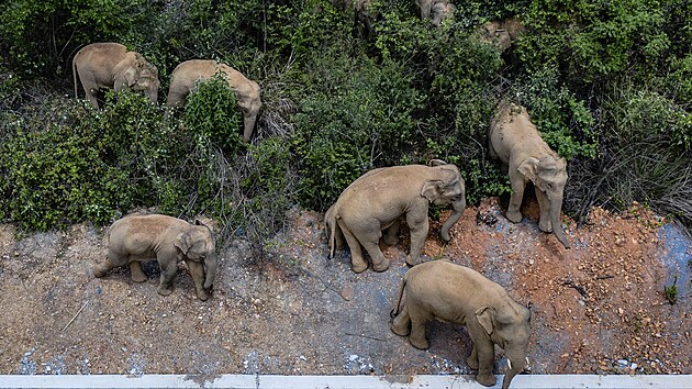 Stdo slon opustilo prodn rezervaci na jihu ny a vydalo se na cestu. (28. kvtna 2021)