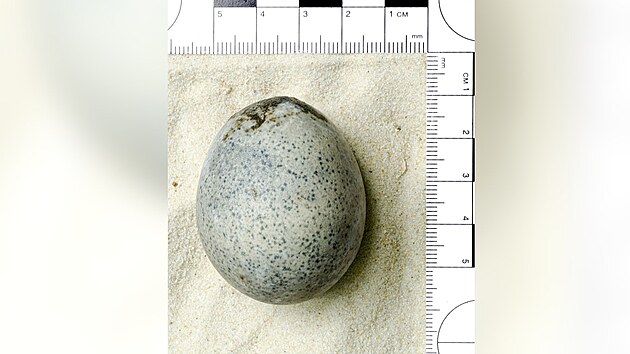Archeologov v Izraeli narazili na neobvykl objev. Pi vykopvkch nali tm nedoten slepi vejce, jeho st odhaduj na tisc let. Ve vkopu nkdej odpadn jmky v souasnm mst Javne nali historici tak ti figurky vyezan z kost.