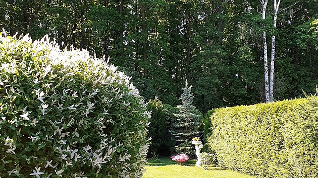 Ozdobnou vrbičku (na snímku vlevo) pěstí pán domu  do tvaru kulaté bonsaje, podle paní Jarmily ji zastřihuje snad obden. 