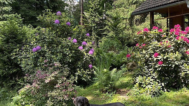 Na této lesní zahradě prý je spokojený i pes. Určitě miluje i procházky po okolí. 