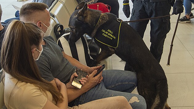 Služební pes Celní správy 4. června 2021 v hale pardubického letiště očuchává zavazadla cestujících, kteří čekají na odlet do Kyjeva.