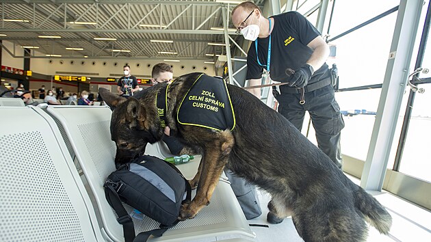Služební pes Celní správy 4. června 2021 v hale pardubického letiště očuchává zavazadla cestujících, kteří čekají na odlet do Kyjeva.