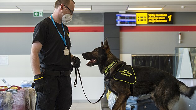 Celní správa 4. června 2021 v hale pardubického letiště převedla ukázky, jak služební pes nachází bankovky. 