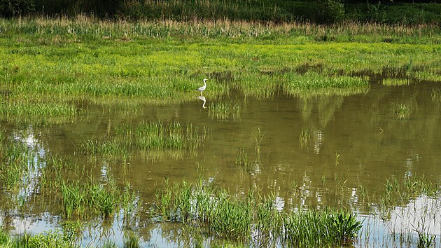 Po extrémně suchých letech se do jihomoravských rybníků vrací voda. Díky deštivému jaru.