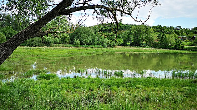 Po extrémně suchých letech se do jihomoravských rybníků vrací voda. Díky deštivému jaru.