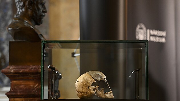 Nrodn muzeum pedstavilo v Praze fosiln lebku eny, kter ila v dob ped vce ne 45 000 lety. Lebku i model eny s tv, kter byla podle n vyrobena, si nvtvnci Historick budovy muzea mohou prohldnout do 2. ervence. (2. ervna 2021)