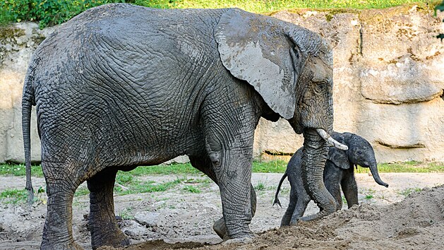 Mládě slona afrického se narodilo ve zlínské zoo Lešná v neděli 6. června 2021.