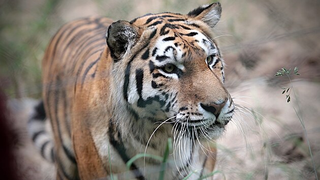 Zoologická zahrada v Plzni představila novou samici tygra ussurijského Milashki. Chovatelé doufají, že se samcem Tiberem přivedou na svět potomky. (9. 6. 2021)