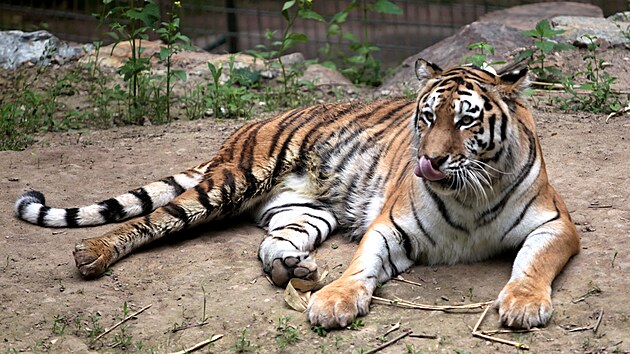 Zoologická zahrada v Plzni představila novou samici tygra ussurijského Milashki. Chovatelé doufají, že se samcem Tiberem přivedou na svět potomky. (9. 6. 2021)