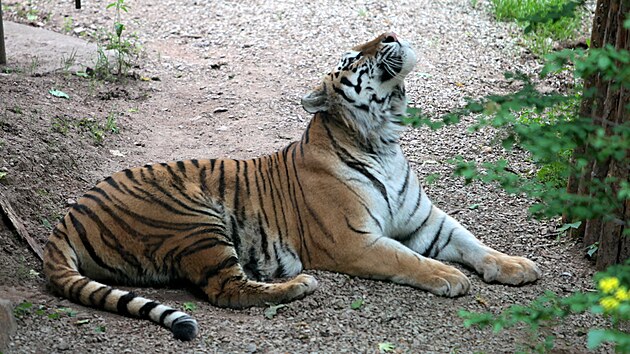 Zoologick zahrada v Plzni pedstavila novou samici tygra ussurijskho Milashki. Chovatel doufaj, e se samcem Tiberem pivedou na svt potomky. (9. 6. 2021)