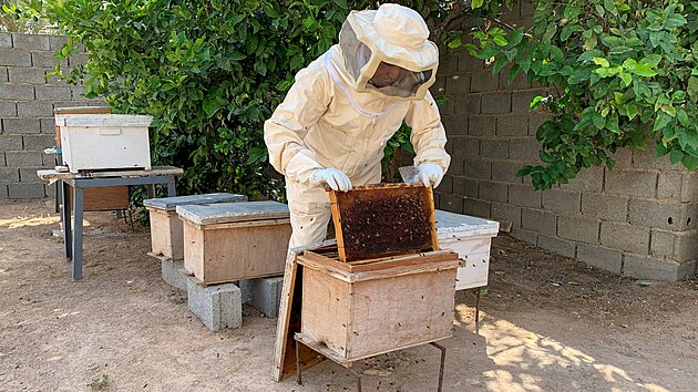 V Libyi roste zájem o apiterapii, léčbu včelím bodnutím
