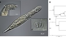Organismus, který peil v ledu 24 000 let