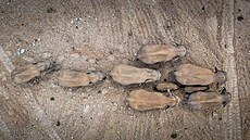 Stádo slon opustilo pírodní rezervaci na jihu íny a vydalo se na cestu. (28....